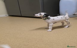 Dalmatian dogs for sale: 3 x male Dalmatian ready for 4eva homes. - Image 16