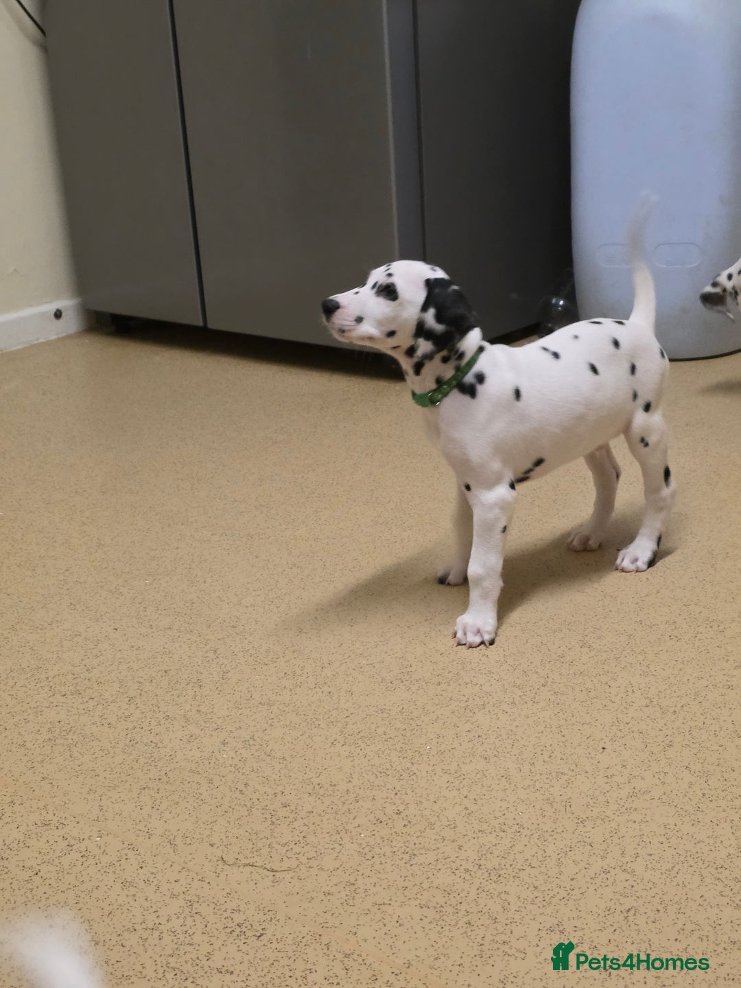 Dalmatian dogs for sale: 3 x male Dalmatian ready for 4eva homes. - Image 16