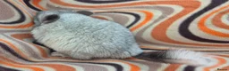 Chinchilla rodents for sale: Variety of chinchillas babys and adults - Advert 18