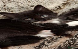 Ragdoll cats for sale: 3 Male Kittens Ragdoll X Turkish Angora  - Image 12