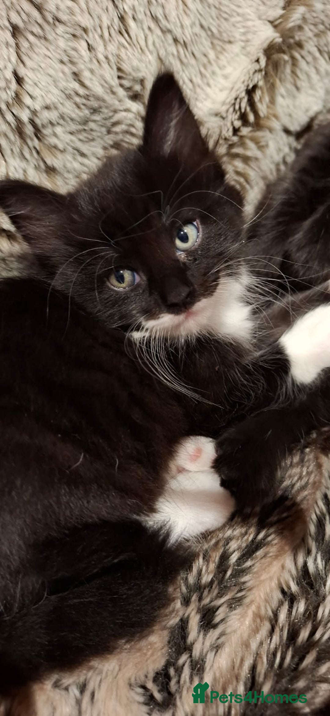 Ragdoll cats for sale: 3 Male Kittens Ragdoll X Turkish Angora  - Image 12