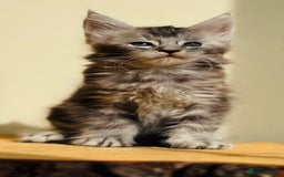 Maine Coon cats for sale: Beautiful pure bred Maine Coon kittens - Image 21