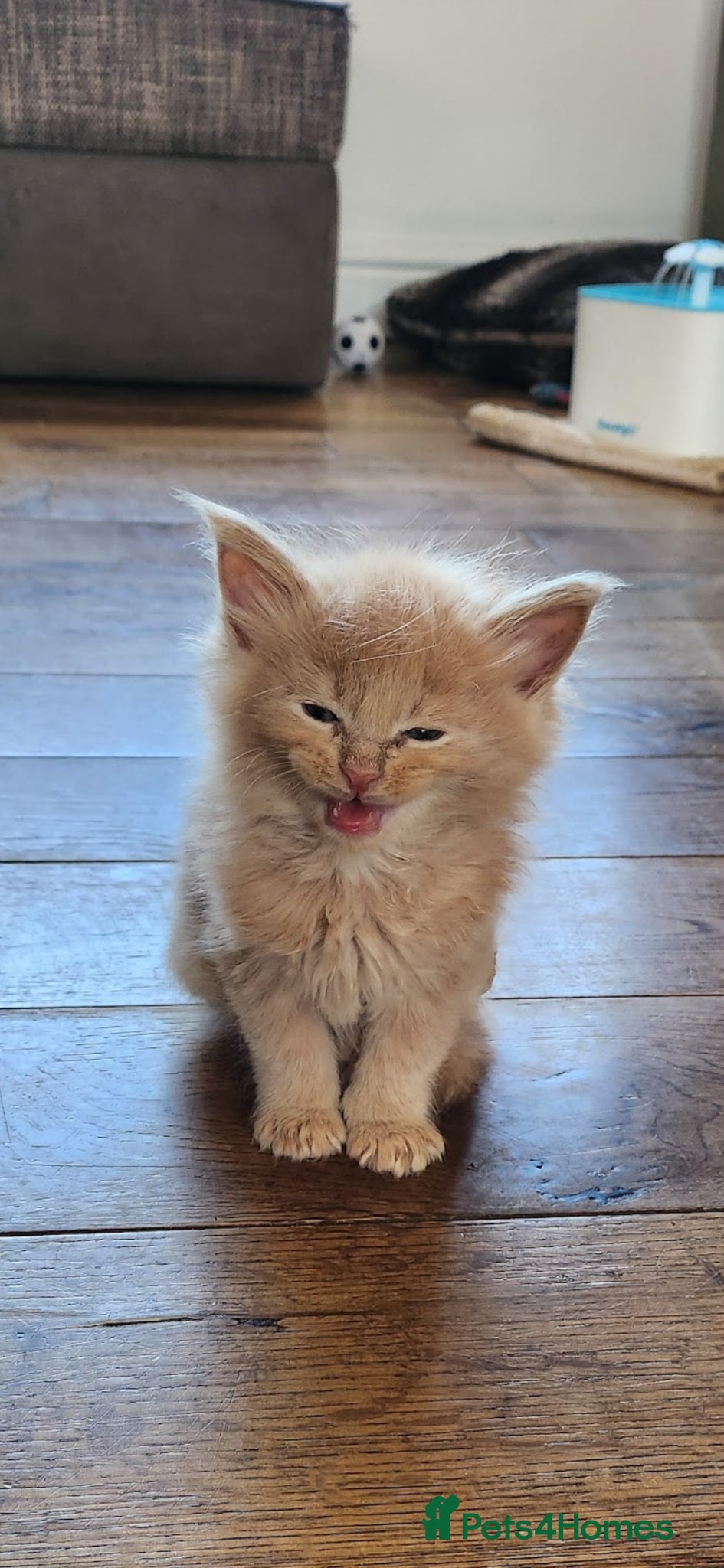 Maine Coon cats Maine coon pedigree kittens  - Advert 2