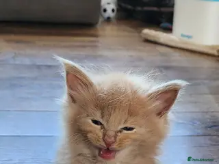 Maine Coon cats Maine coon pedigree kittens - Advert 2