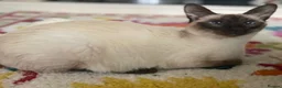 Siamese cats for sale: Siamese x Maine coon kittens - Advert 1
