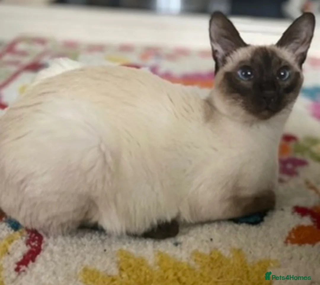 Siamese cats for sale: Siamese x Maine coon kittens - Advert 1