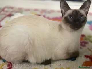 Siamese cats Siamese x Maine coon kittens - Advert 1