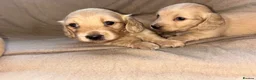 Miniature Dachshund dogs for sale: Here my 4 beautiful miniature dachshund - Advert 4