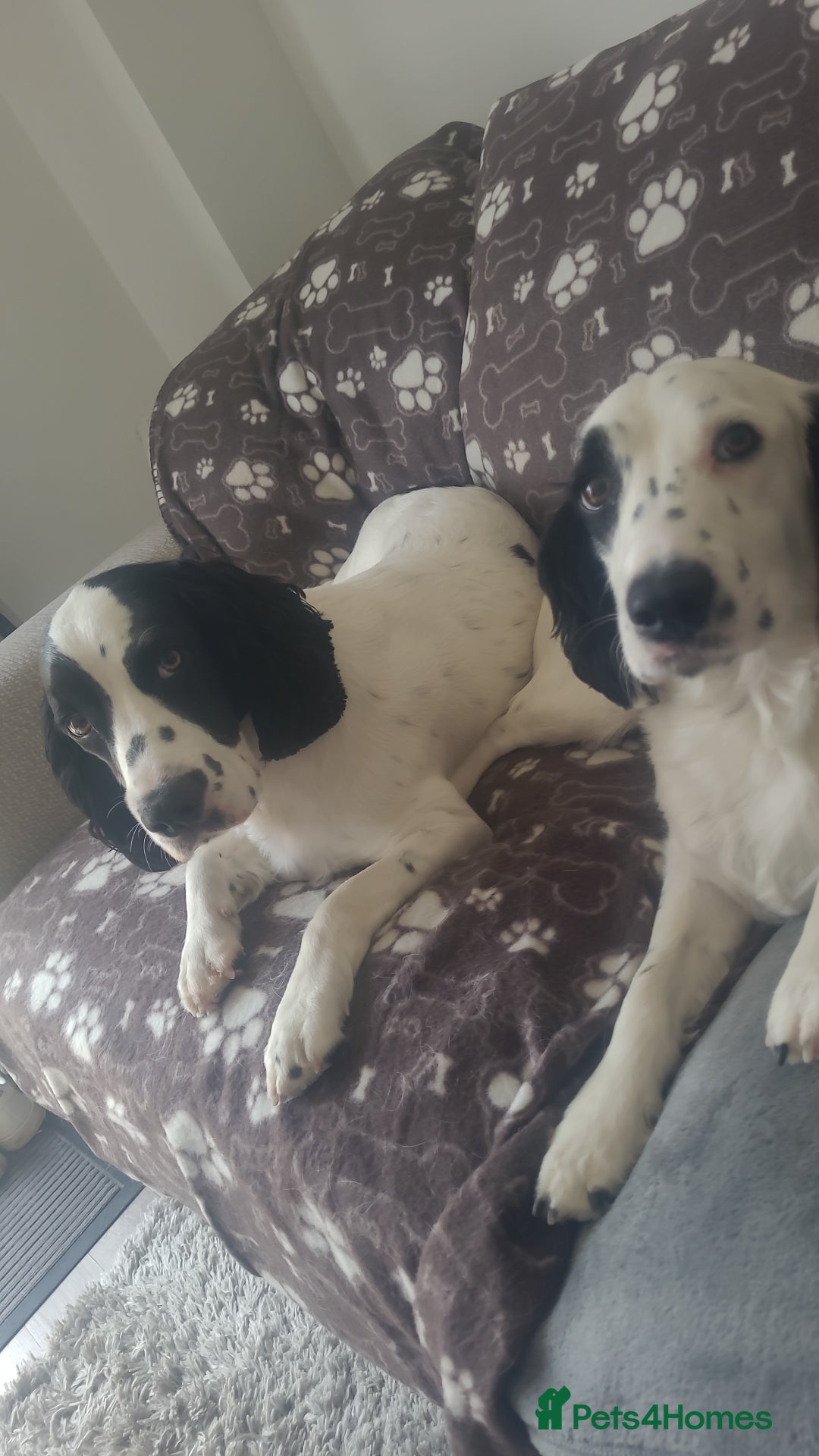 Cocker Spaniel dogs for sale: Max & Elsie -  **  - Advert 6