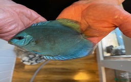 Discus fish for sale: HIGH QUALITY DISCUS £40 EACH  - Advert 4