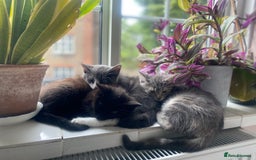 Domestic Shorthair cats for sale: A sweet tabby girl is looking for a forever home in London - Image 6