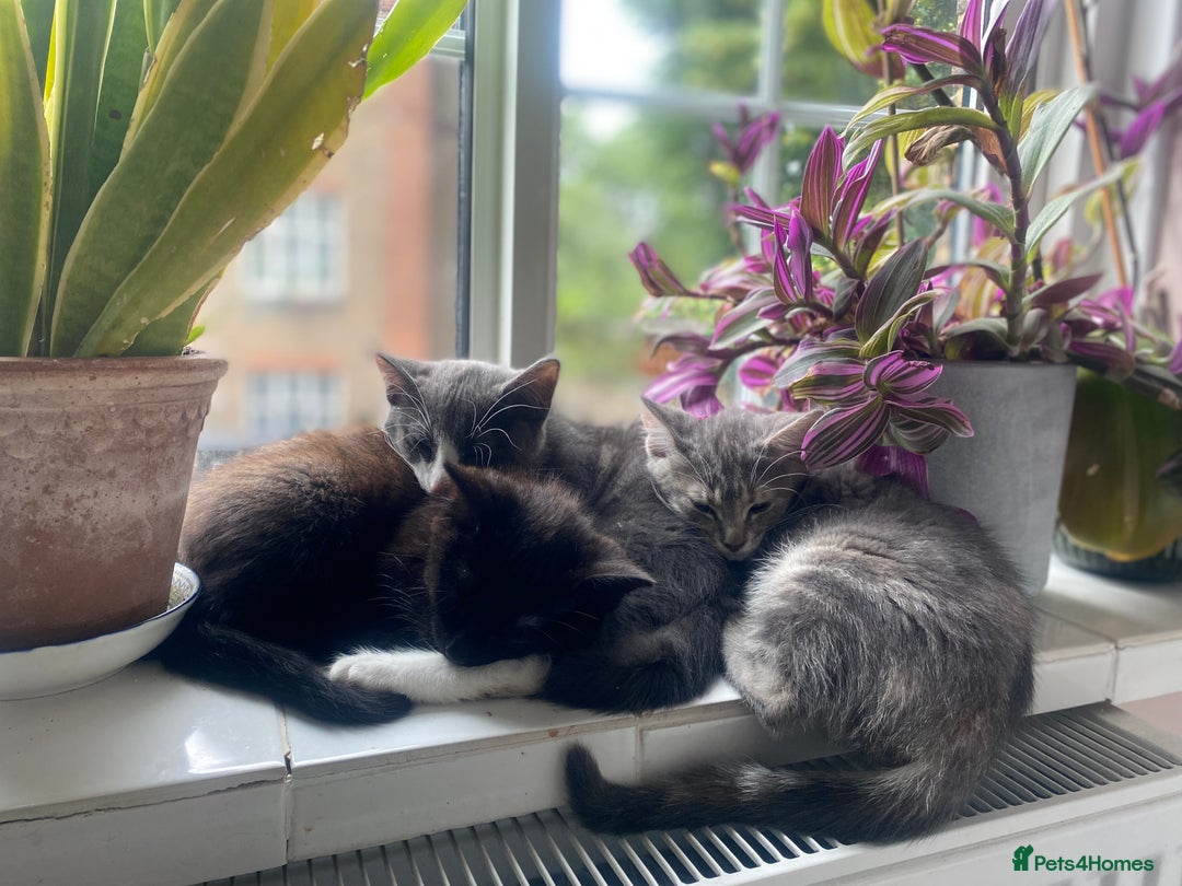 Domestic Shorthair cats for sale: A sweet tabby girl is looking for a forever home in London - Image 6