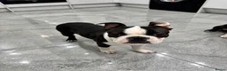 Boston Terrier dogs for sale: Little man looking for a new home 🏡 - Advert 6