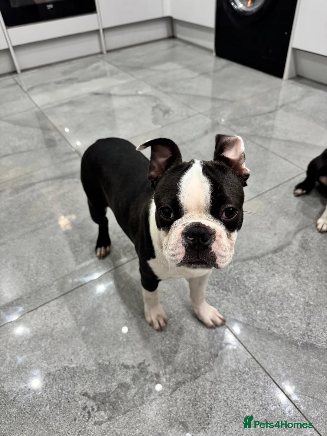 Boston Terrier dogs for sale: Little man looking for a new home 🏡 - Advert 6