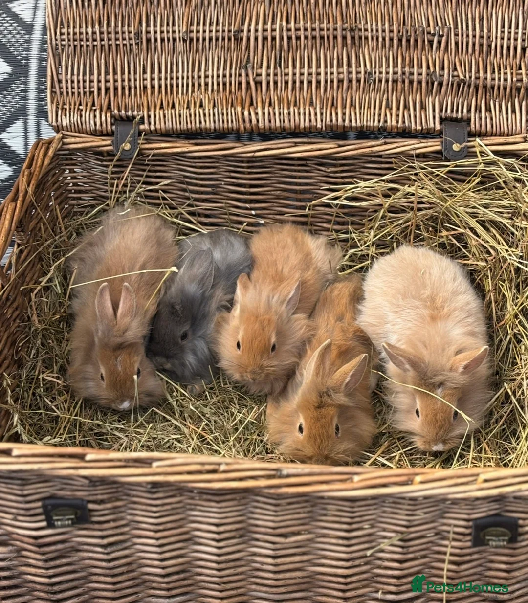 Lionhead rabbits for sale: Lionhead babies ready now 8 weeks old - Advert 1
