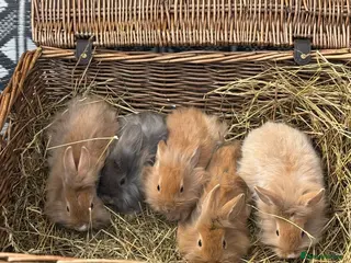 Lionhead rabbits for sale: Lionhead babies ready now 8 weeks old - Advert 2