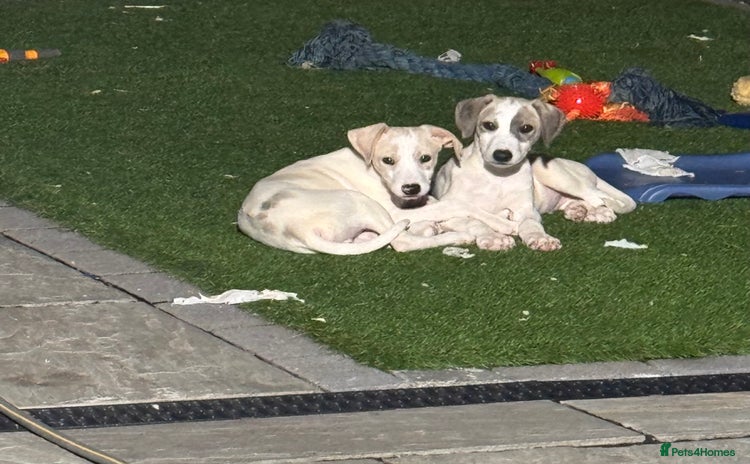 Lurcher dogs - Advert 10