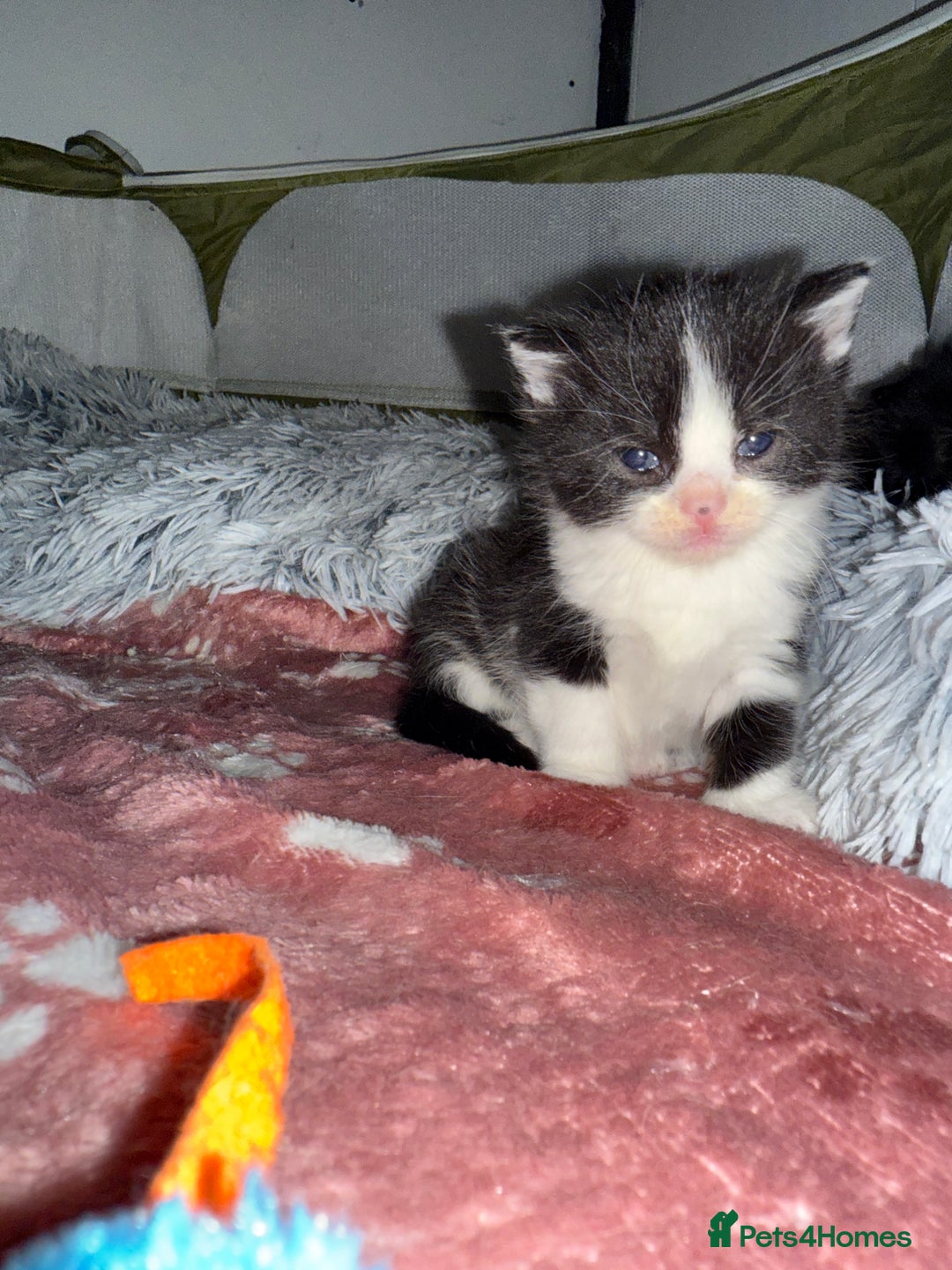 Siberian cats for sale: Siberian X kittens - Image 4