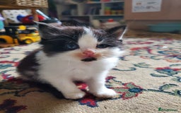 Mixed Breed cats for sale: Mixed breed kittens - Image 9