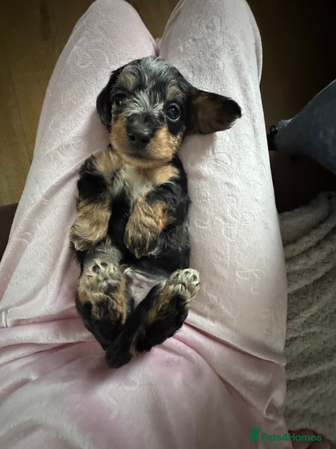 Dachshund dogs for sale: 8 dachshund puppies  - Image 25