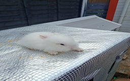 Lionhead rabbits for sale: lionhead bunnies  - Image 14
