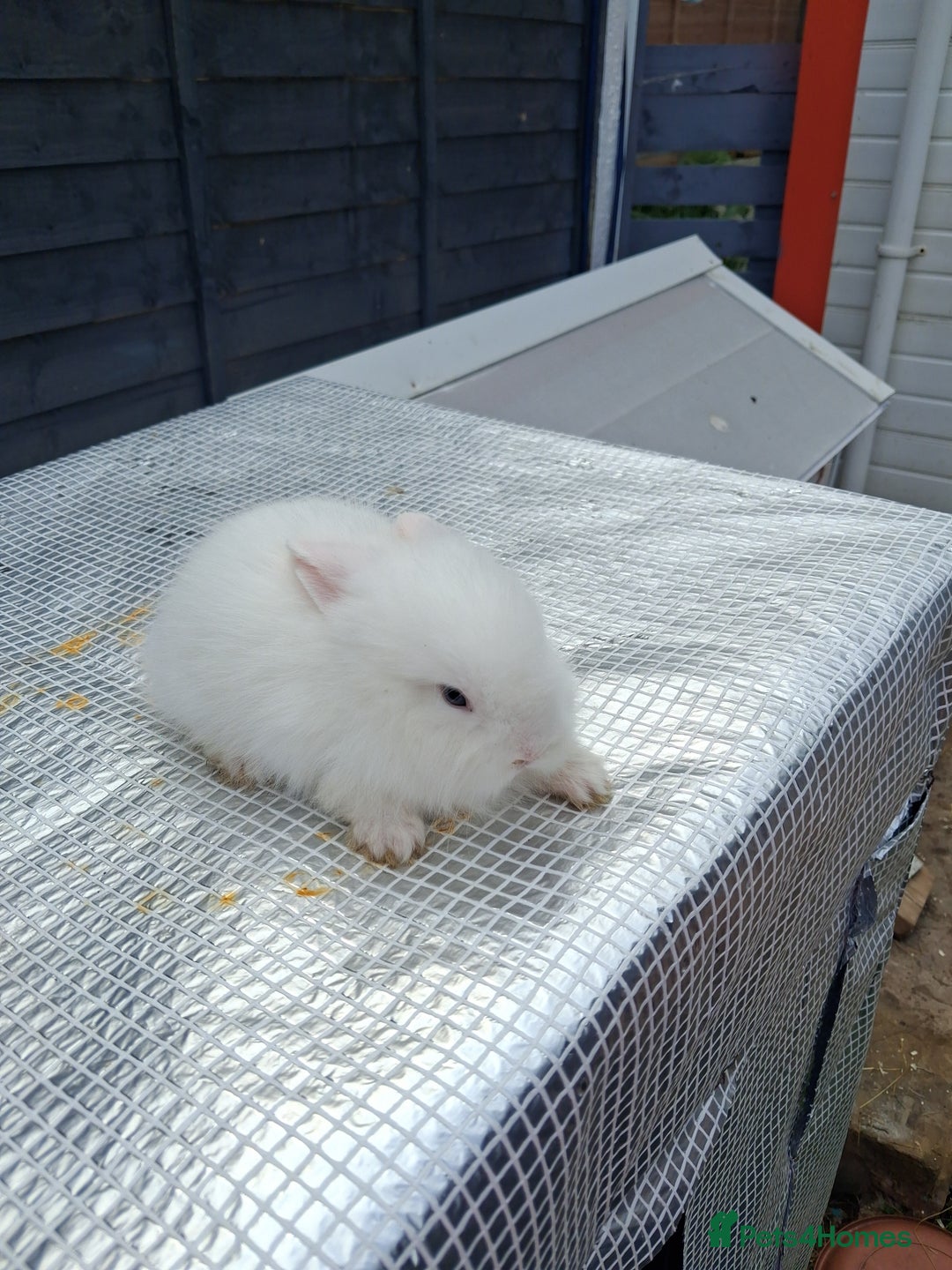 Lionhead rabbits for sale: lionhead bunnies  - Image 14