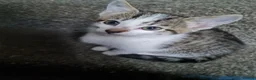 Mixed Breed cats for sale: Female X Ragdoll kittens  in Tranent - Advert 5