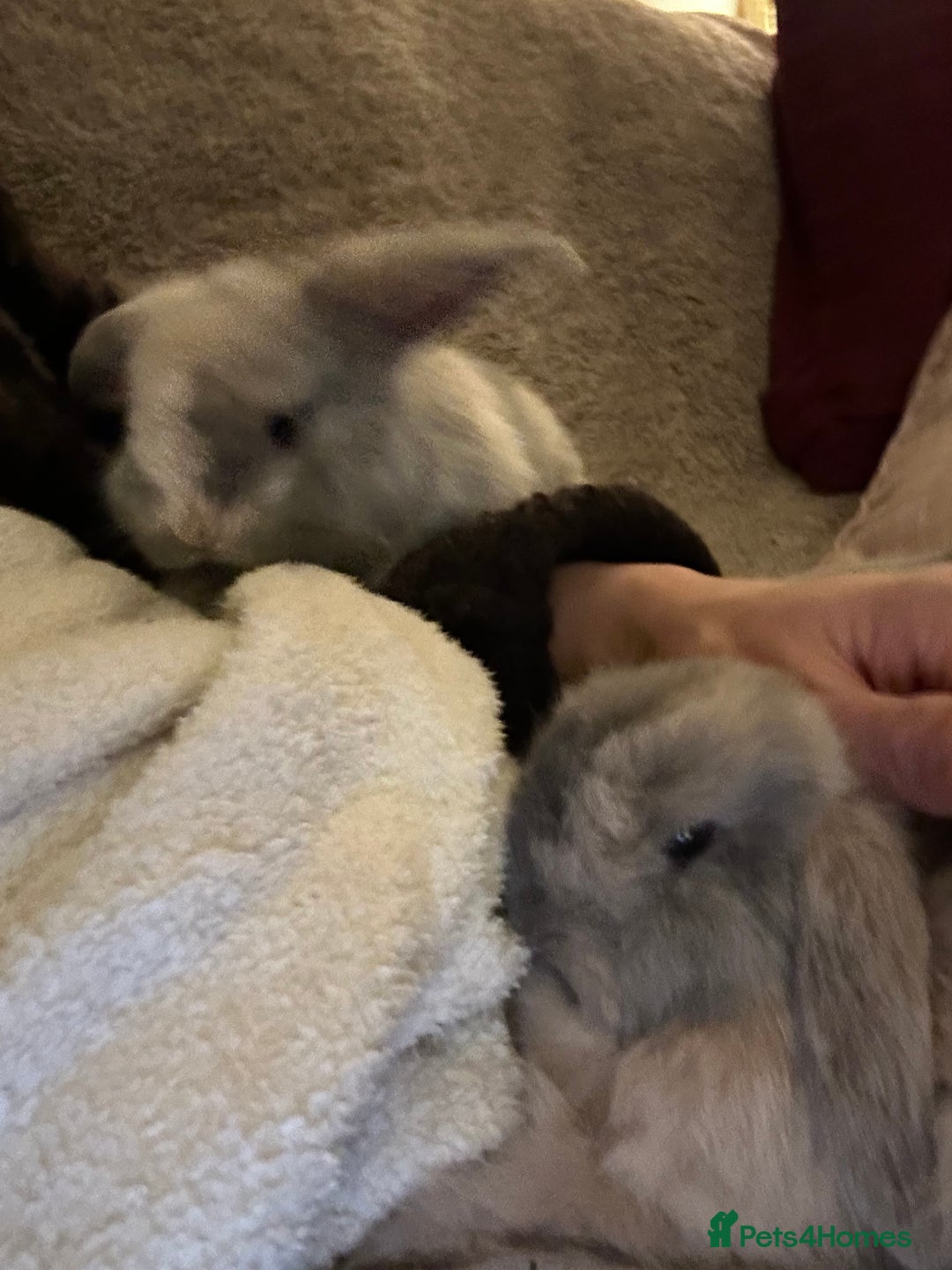 Mini Lop rabbits for sale: Two baby mini lops - Advert 7