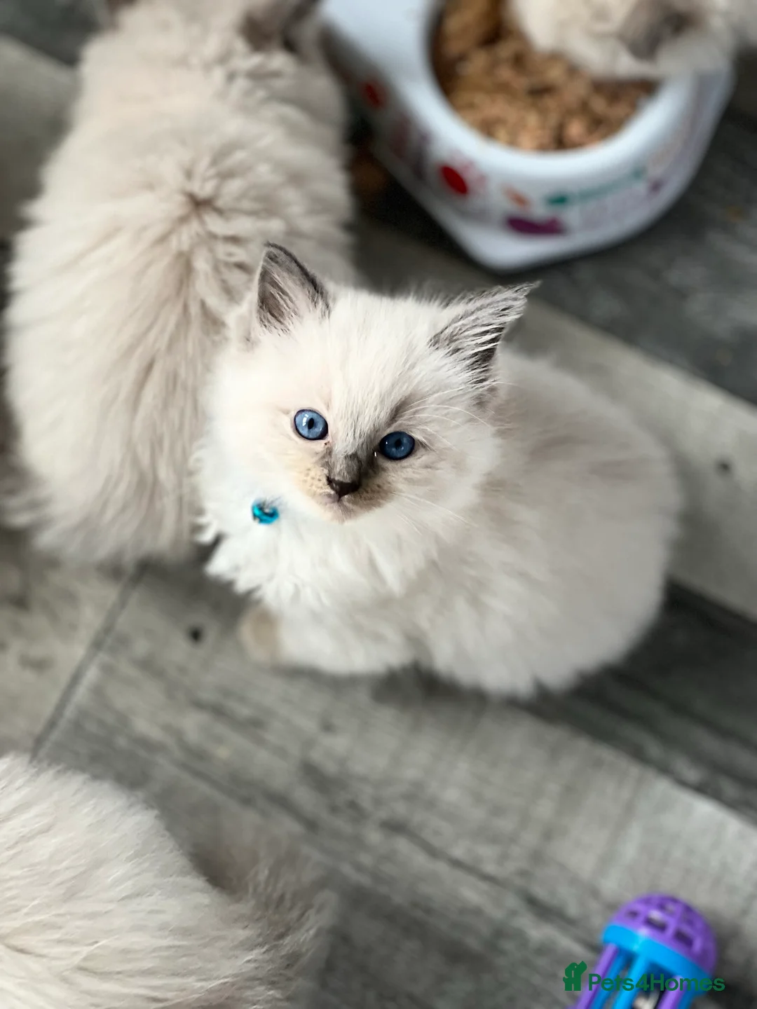 Ragdoll cats for stud: GCCF registered Ragdoll stud in Stoke-on-Trent - Advert 20