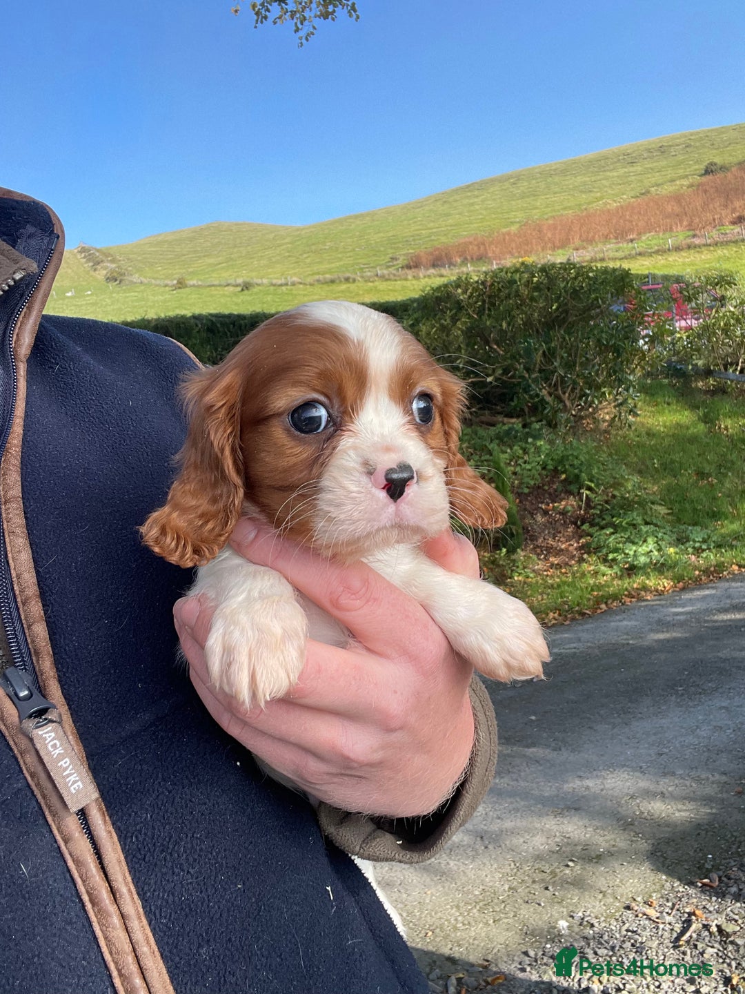 Cavalier King Charles Spaniel dogs for sale: King Charles cavalier puppies  - Image 5