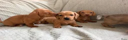 Miniature Dachshund dogs for sale: KC red and cream smooth miniature dachshunds  - Advert 4