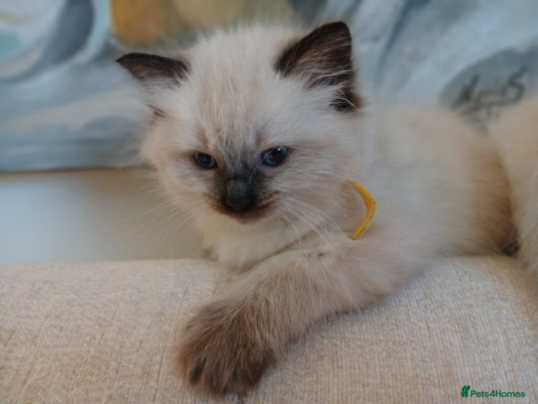 Ragdoll cats for sale: 6 Adorable 1/2 Pedigree Ragdoll Kittens 💗  - Advert 5