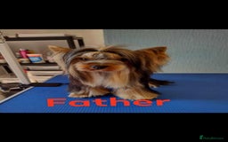 Yorkshire Terrier dogs for sale: Yorkshire Terrier puppies - Image 12