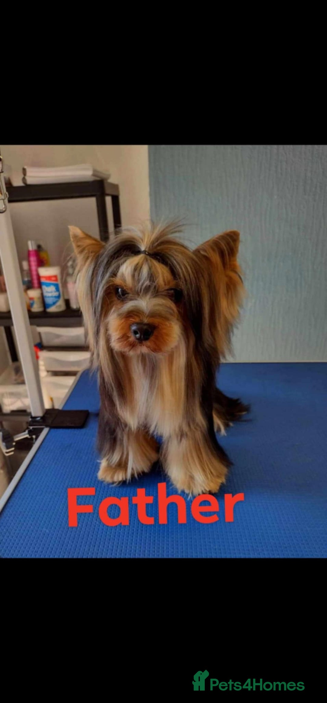 Yorkshire Terrier dogs for sale: Yorkshire Terrier puppies - Image 12