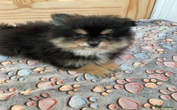 Pomeranian dogs for sale: Pomeranian puppies - Image 3