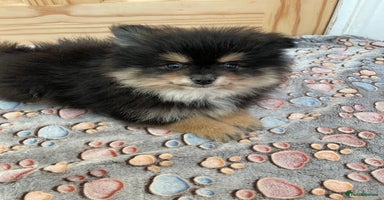 Pomeranian dogs - Advert 12