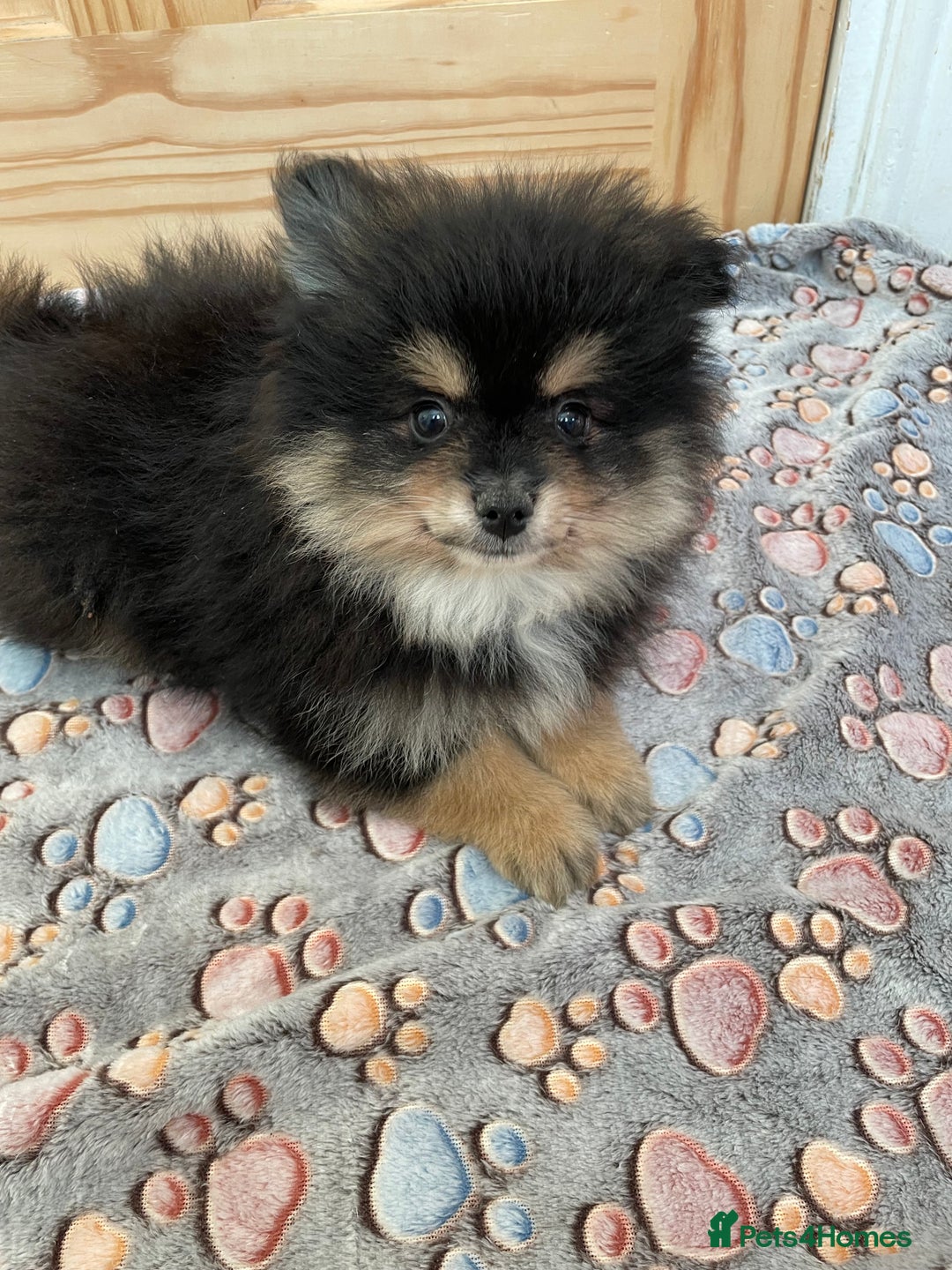 Pomeranian dogs for sale: Pomeranian puppies - Image 3