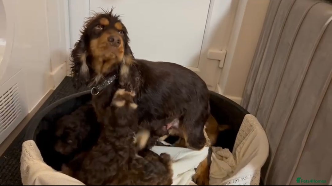 Cockapoo dogs for sale: Stunning cockapoo puppies  - Advert 4