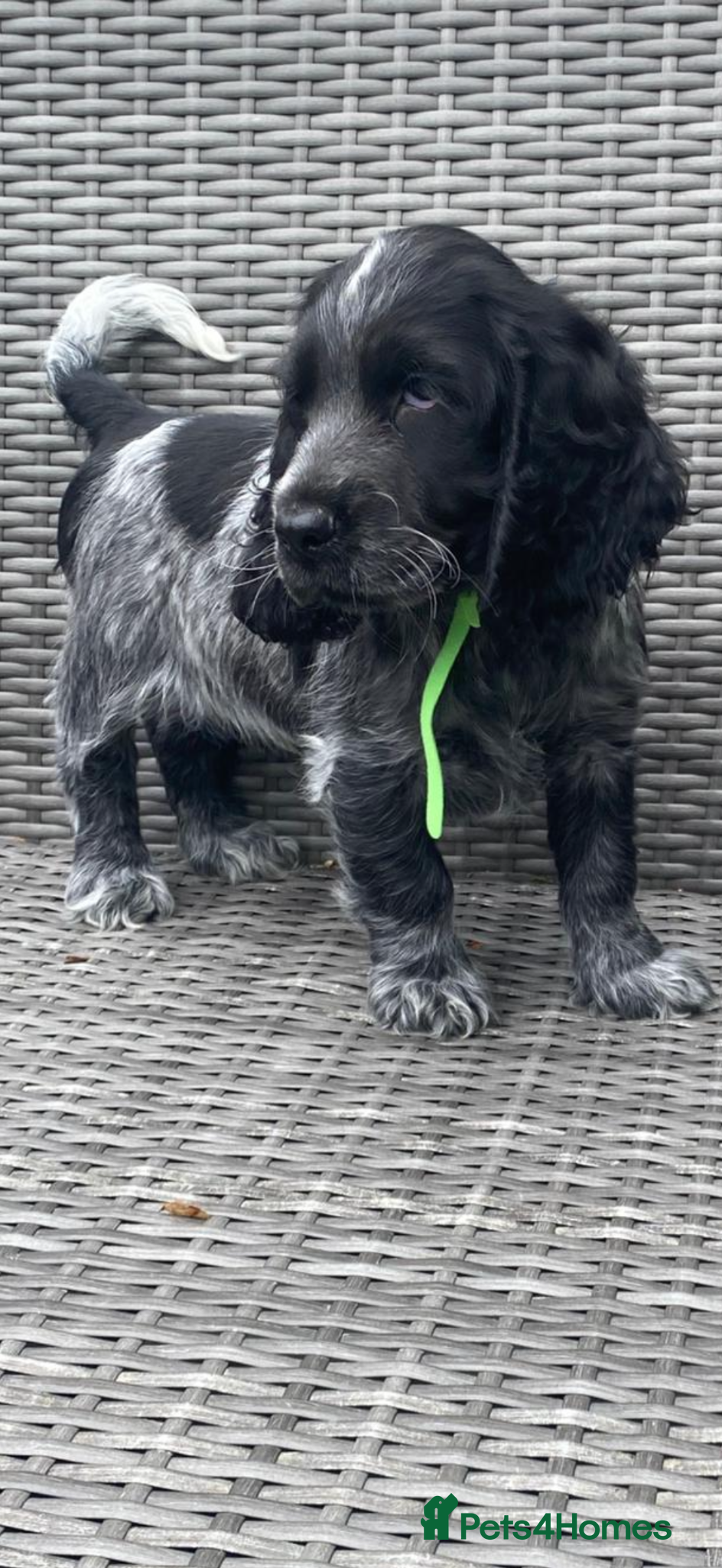 Cocker Spaniel dogs KC registered Cocker Spaniel Pups DNA tested - Advert 2