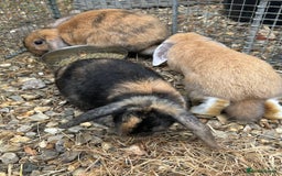 Mini Lop rabbits for sale: Lovely mini lop does  - Image 1