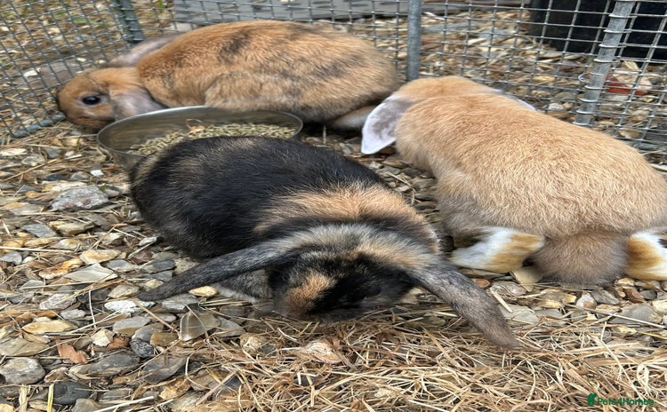 Mini Lop rabbits - Advert 1