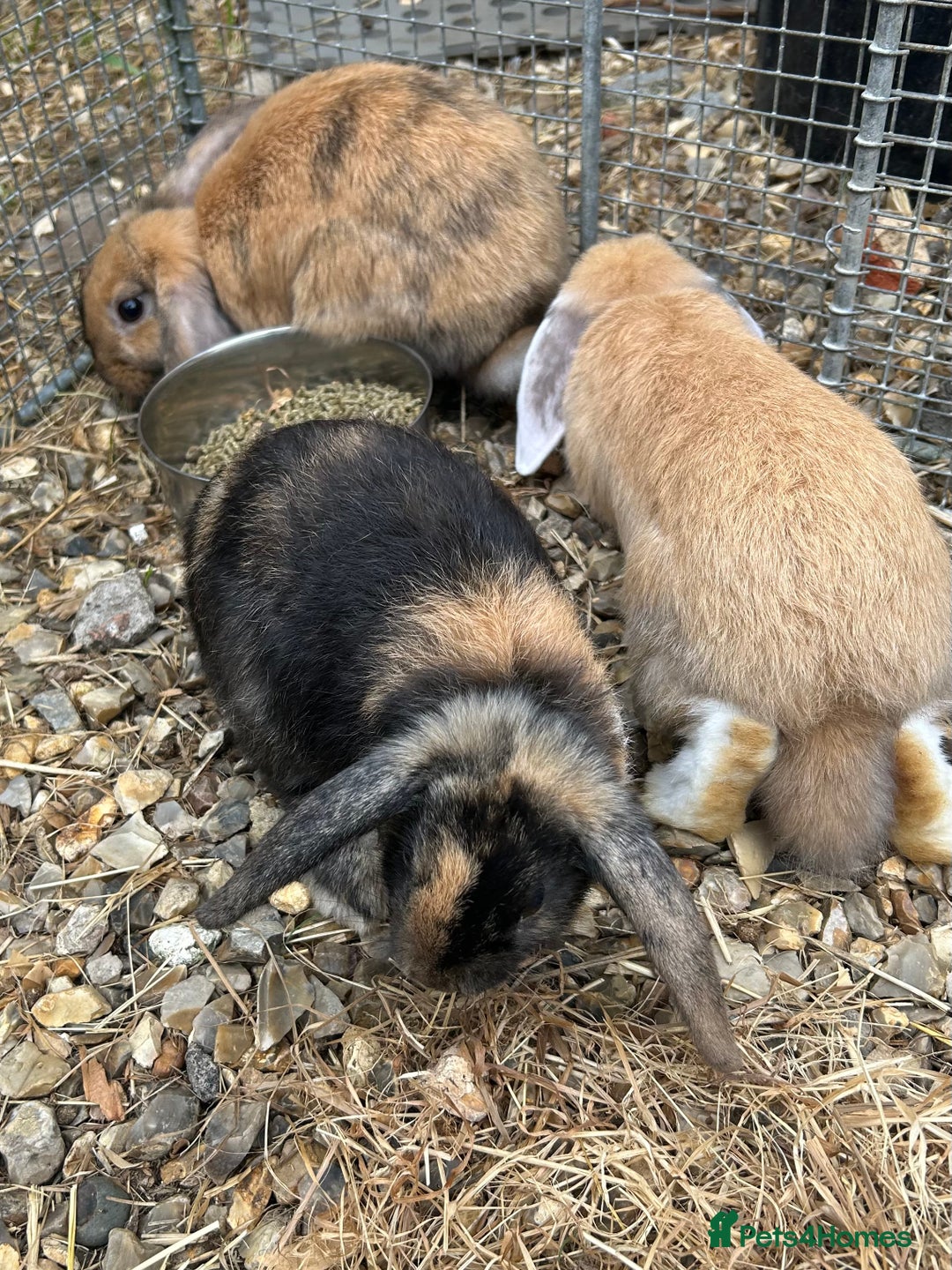 Mini Lop rabbits for sale: Lovely mini lop does  - Image 1