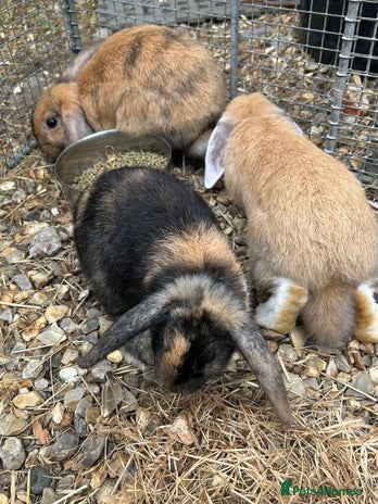 Mini Lop rabbits - Advert 15