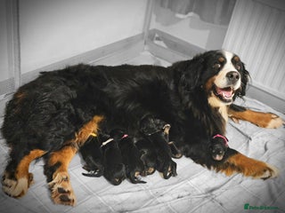 Bernedoodle dogs F1 Bernedoodle pups - Advert 16