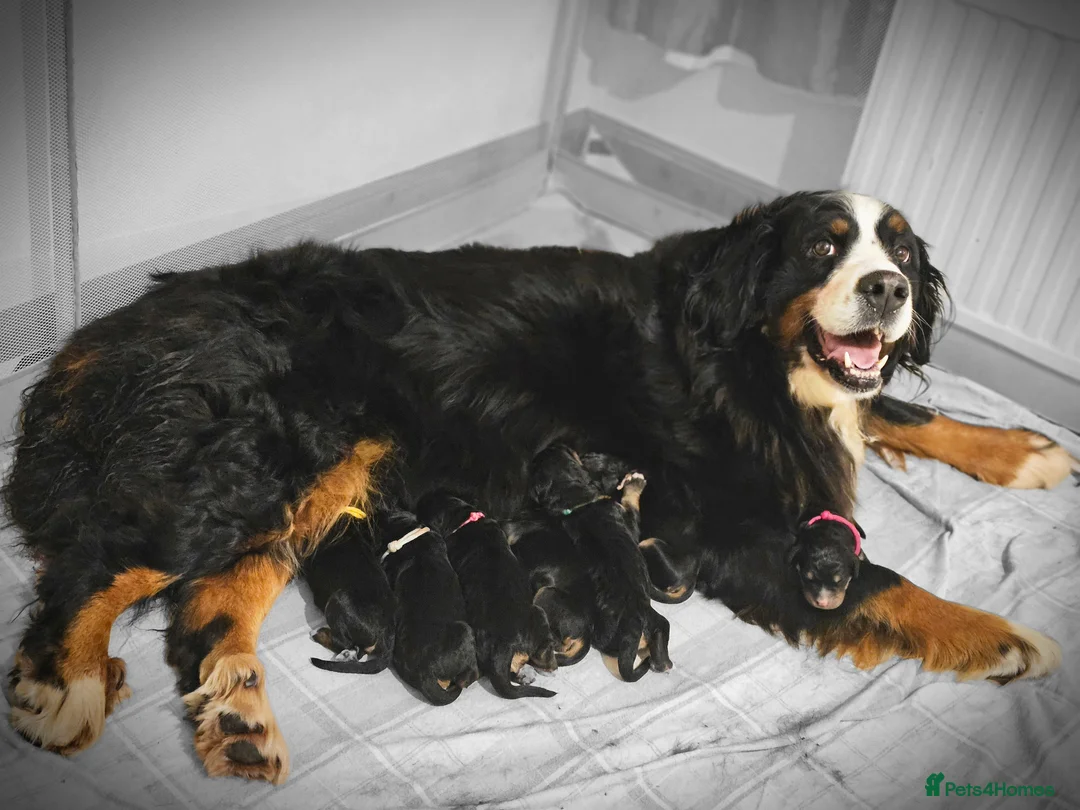 Bernedoodle dogs for sale: All currently reserved! Quality F1Bernedoodle pups - Advert 6