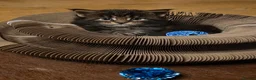 Maine Coon cats for sale: Two beautiful Maine Coon Kittens  in Ashford - Advert 21