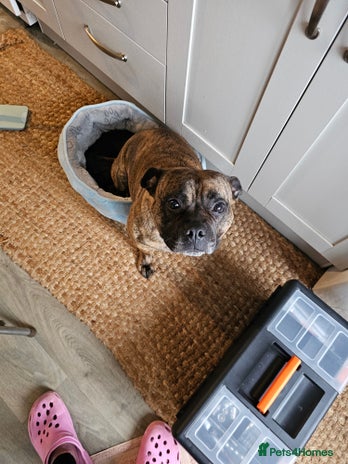 Staffordshire Bull Terrier dogs - Advert 8