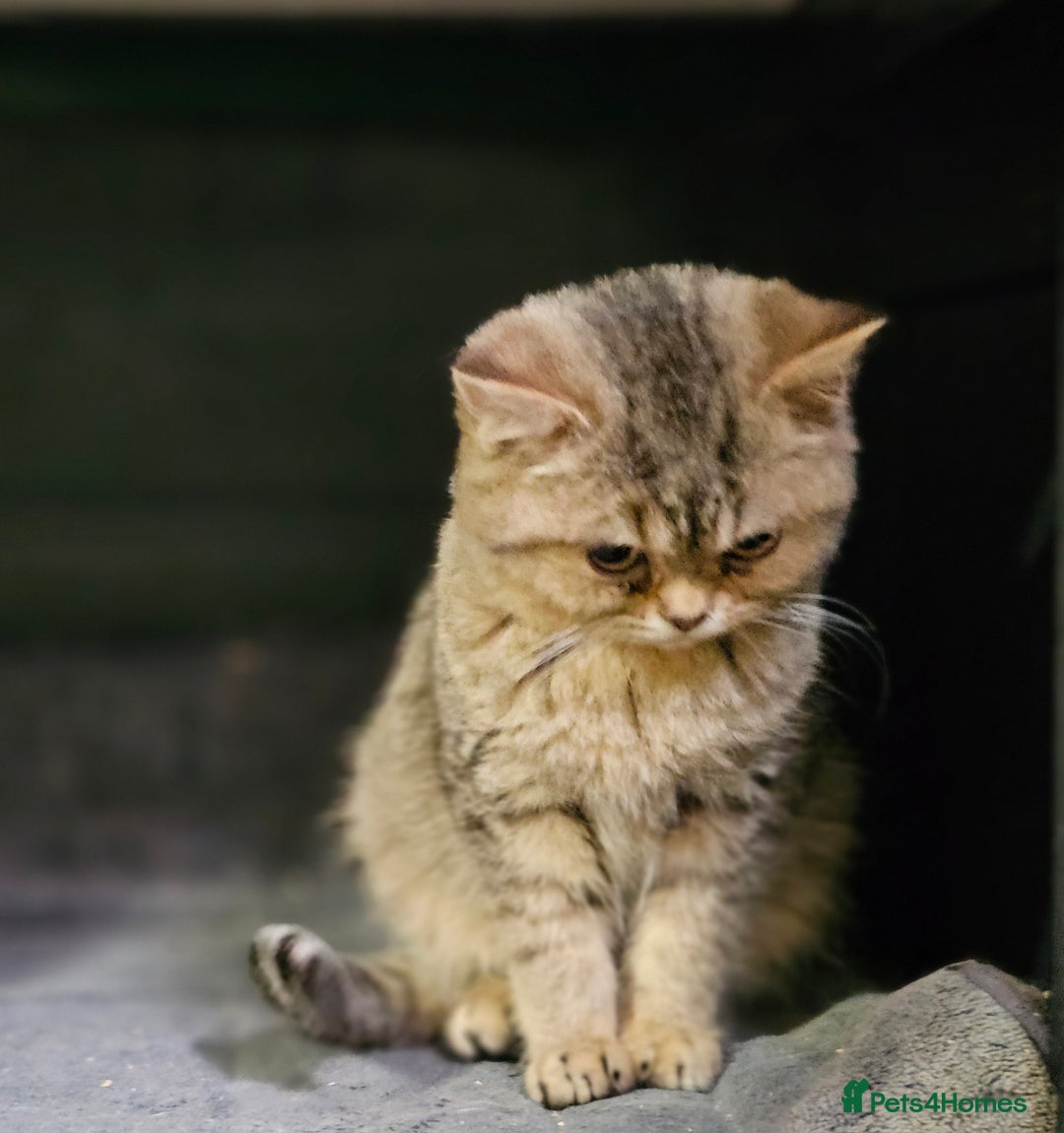 Mixed Breed cats for sale: Beautiful British Shorthair Tabby Female Kittens - Image 6