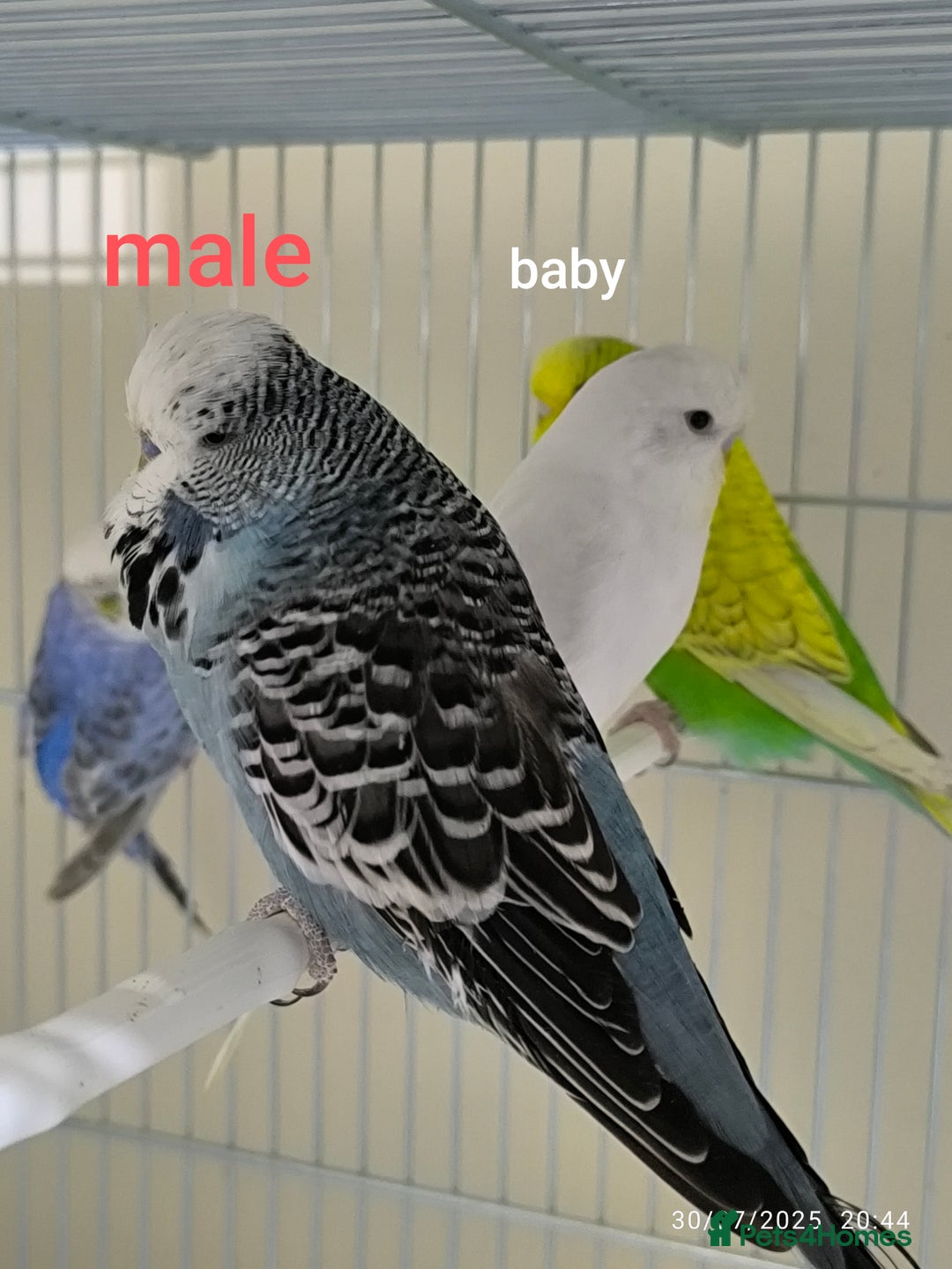 Budgerigars birds for sale: Budgies  and Cockatiel for sale  - Image 10
