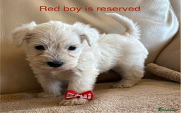 Miniature Schnauzer dogs for sale: Kc registered miniature schnauzer Bva eye test - Image 12